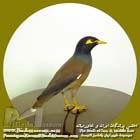 مینا